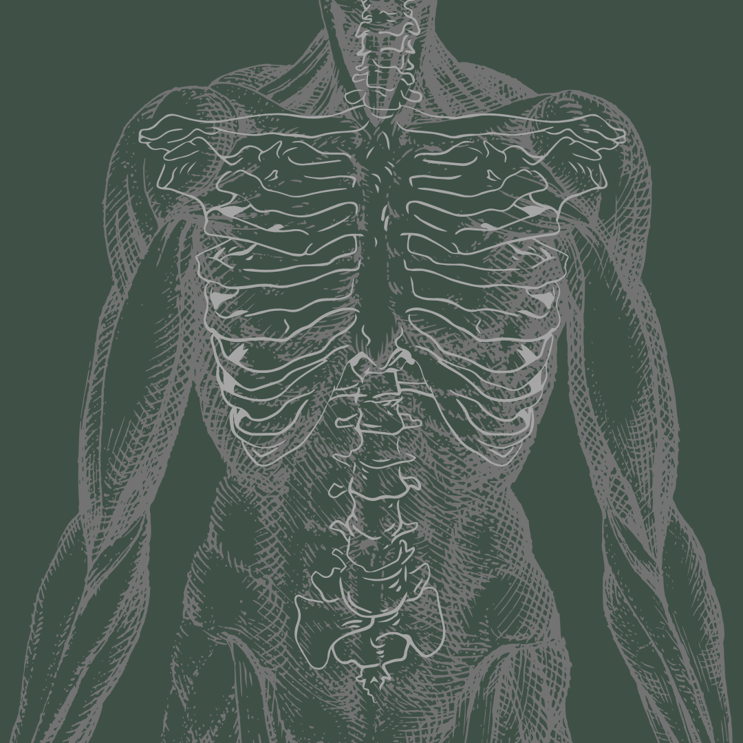 Muscle, Bone and Tendon – Pine and Pangolin