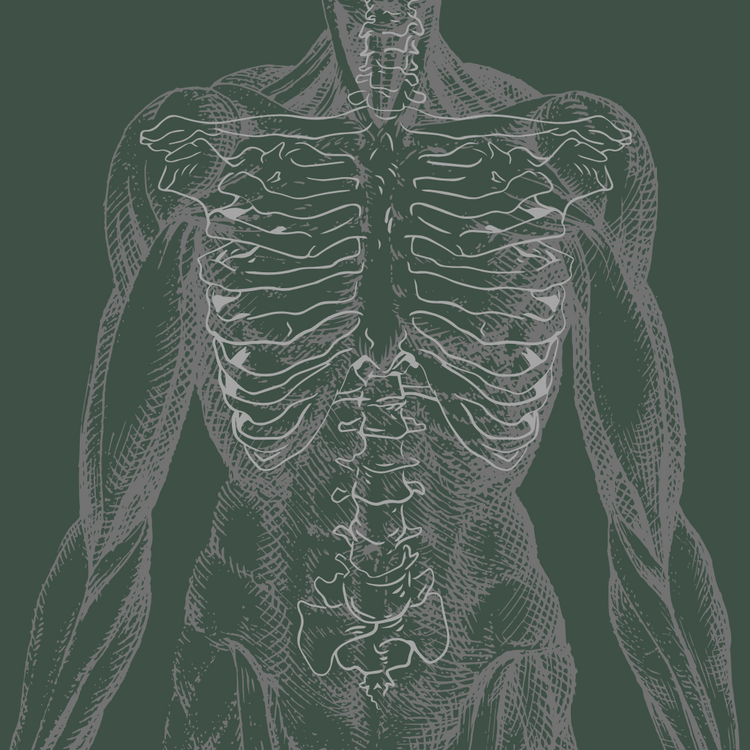 Muscle, Bone and Tendon