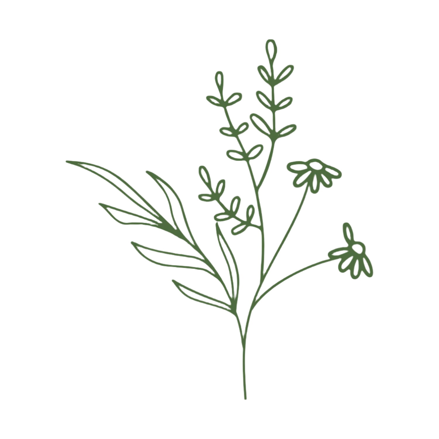 Simple line drawing of a plant on a white background Small batch holistic traditional Chinese medicine and southern folk craft in Durham, NC. 